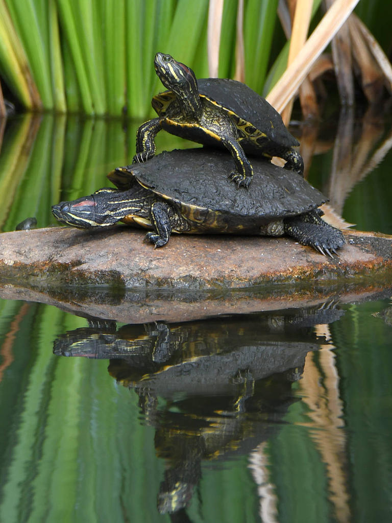 Turtle.jpg