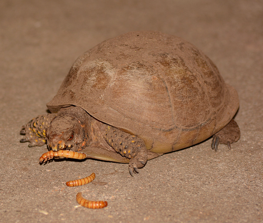 Turtle.jpg