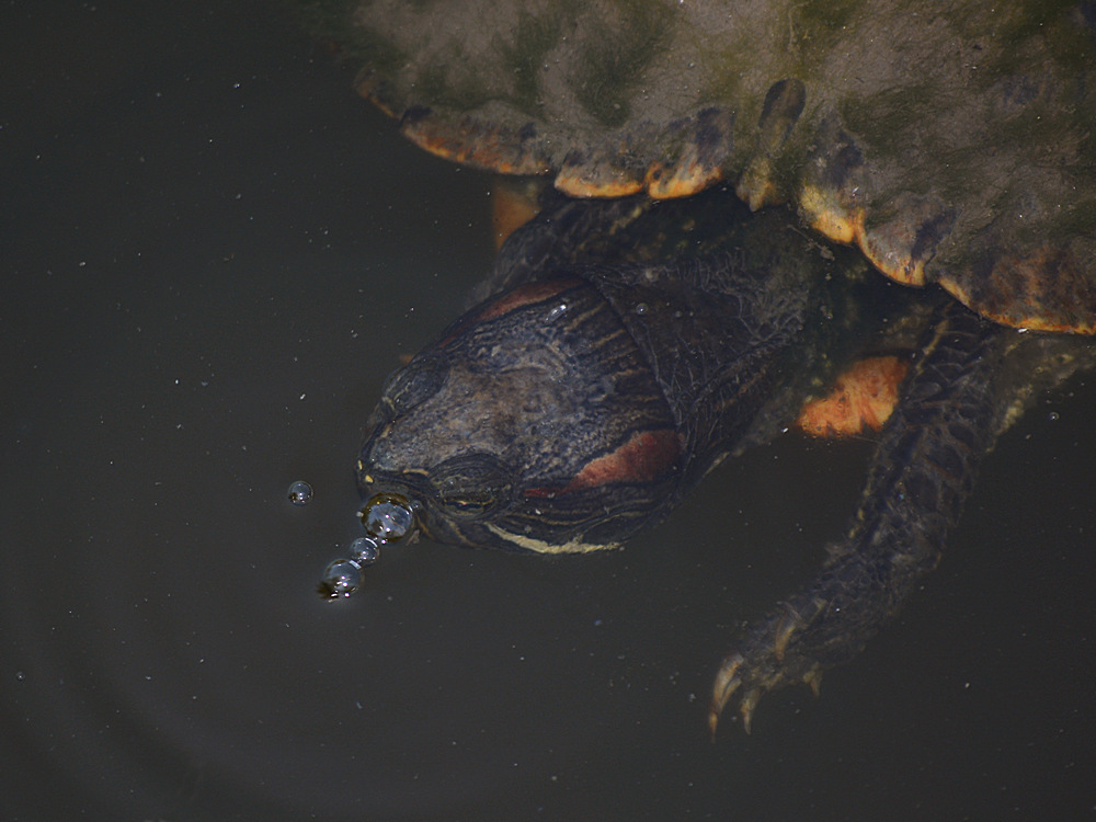 Turtle.jpg