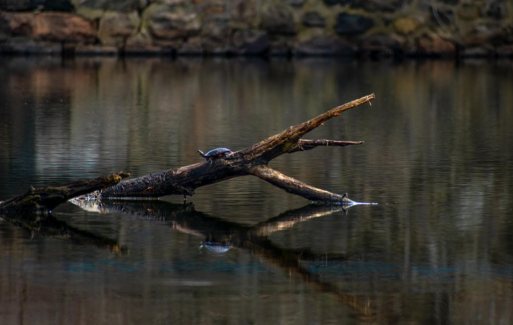 Turtle on Log 2 (1 of 1).jpg