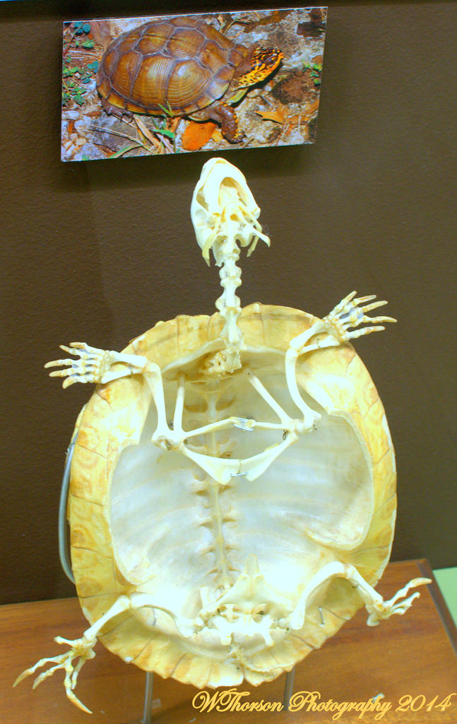 Turtle Skeleton.jpg
