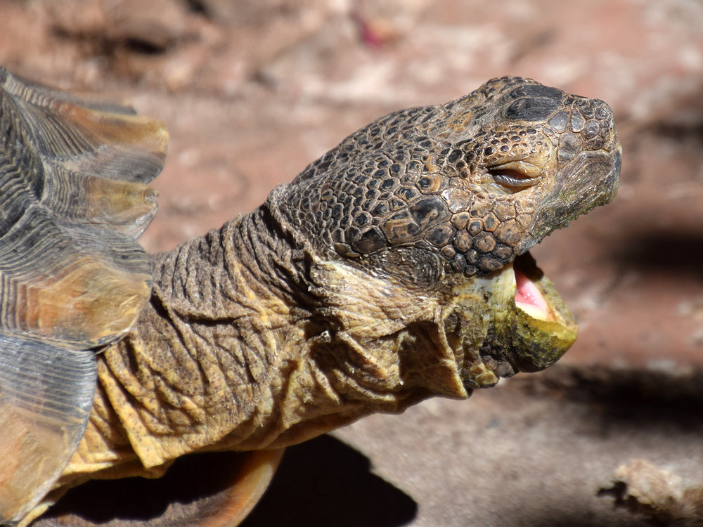 Turtle2.jpg