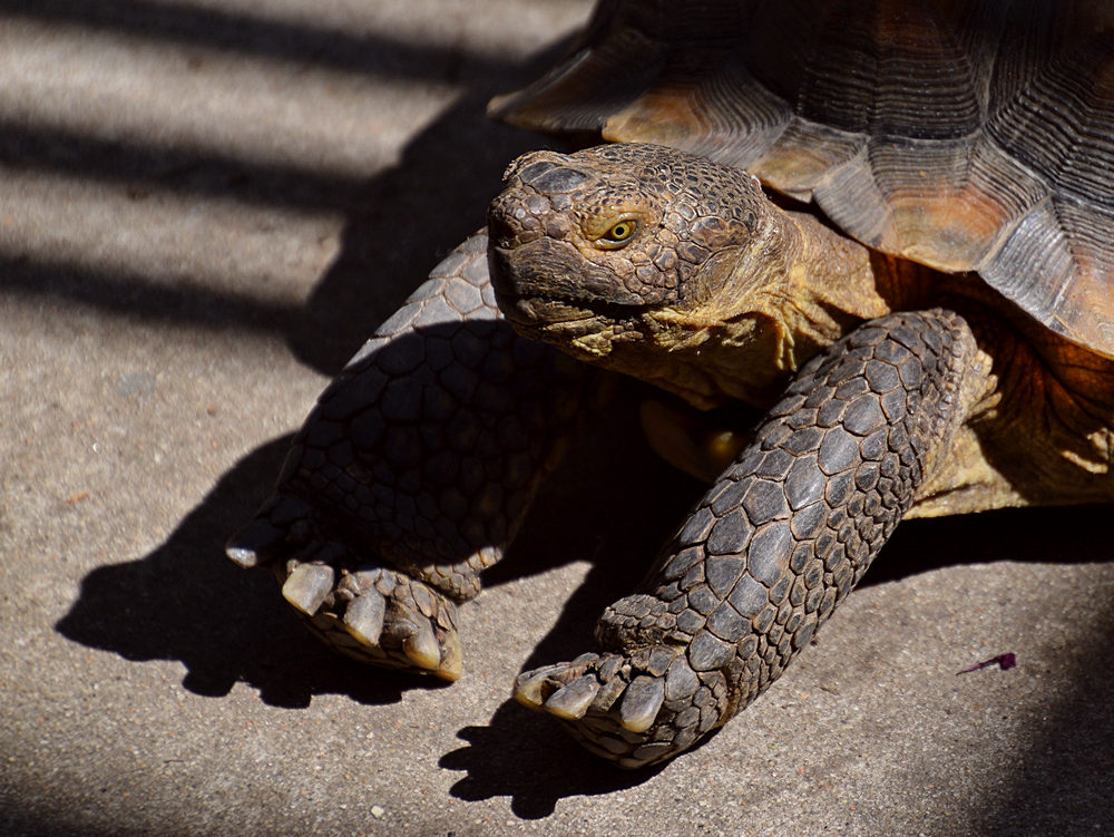 Turtle2.jpg