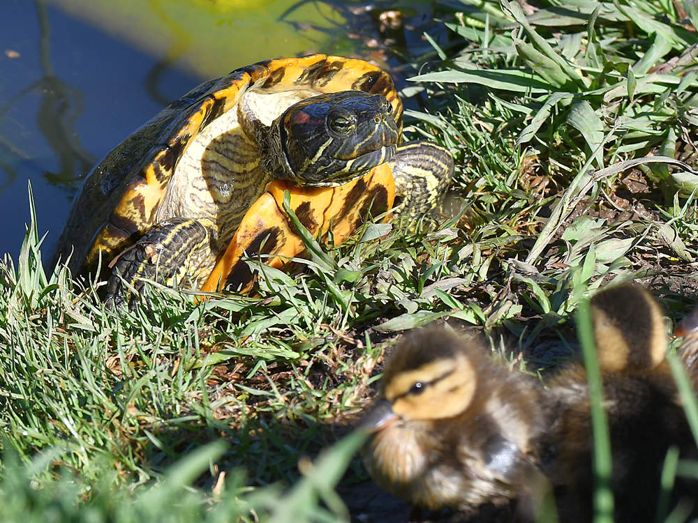 Turtle2.jpg