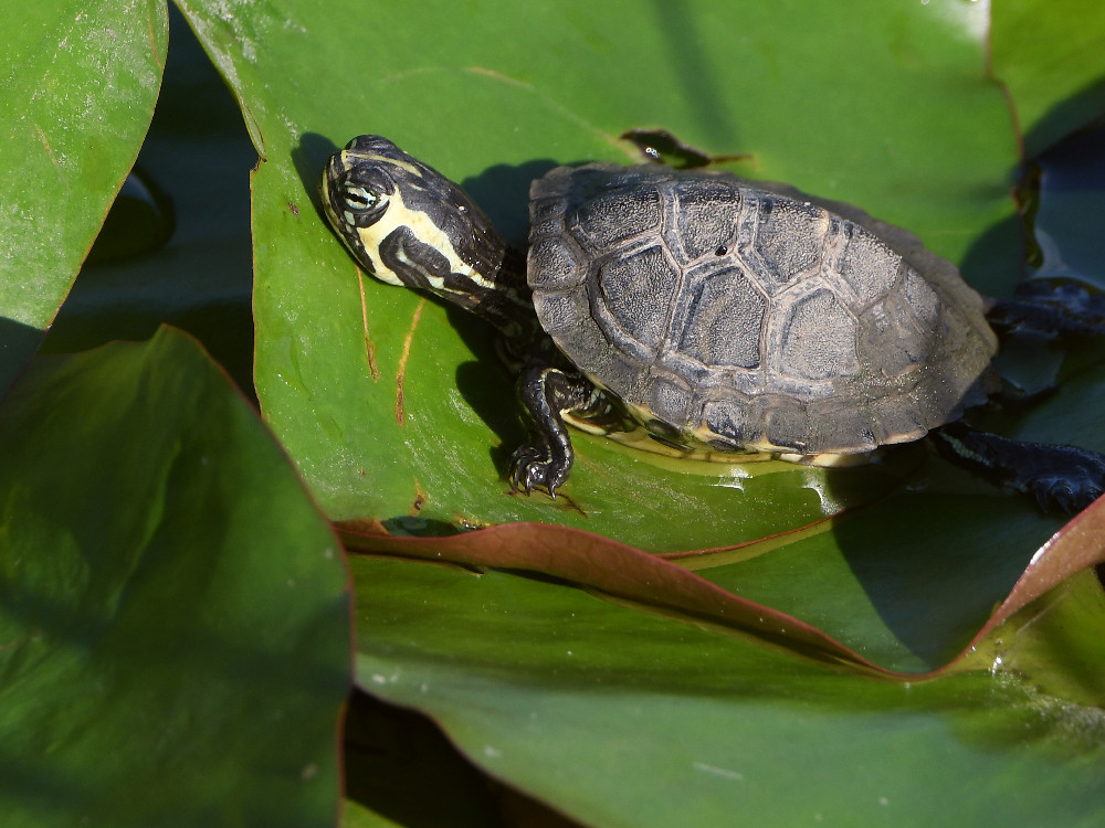Turtle2.jpg