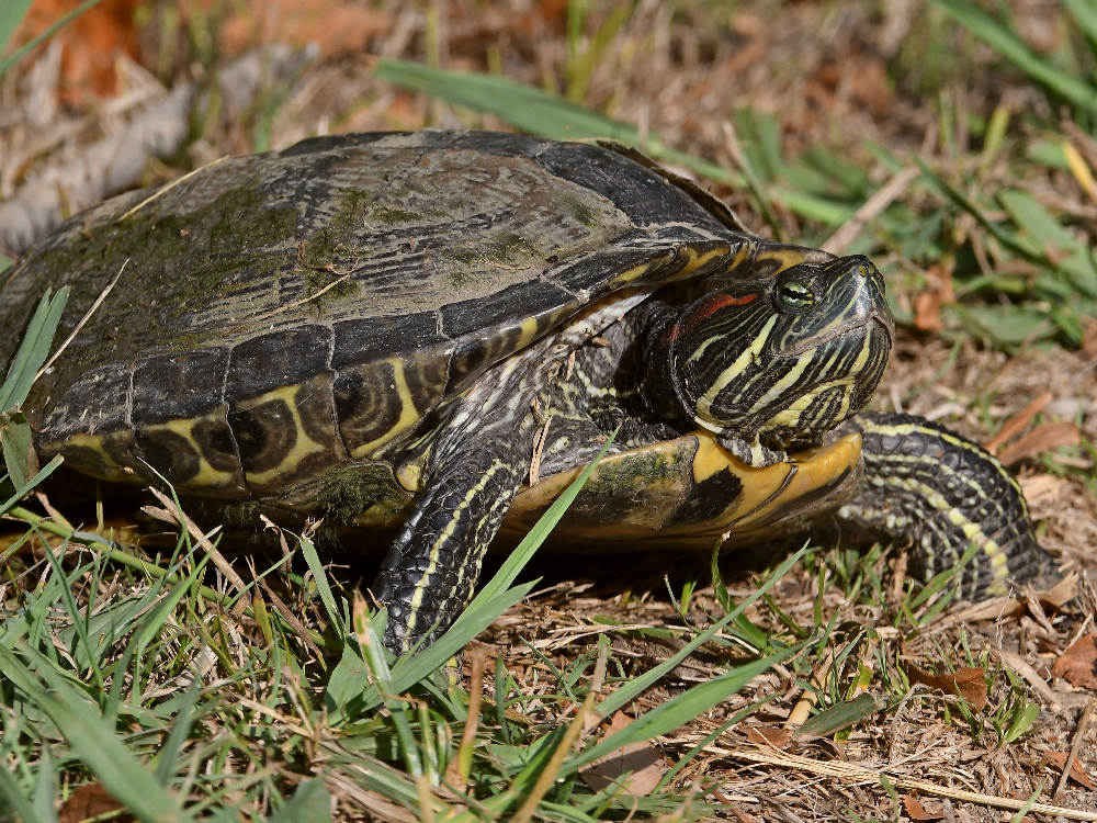 Turtle2.jpg