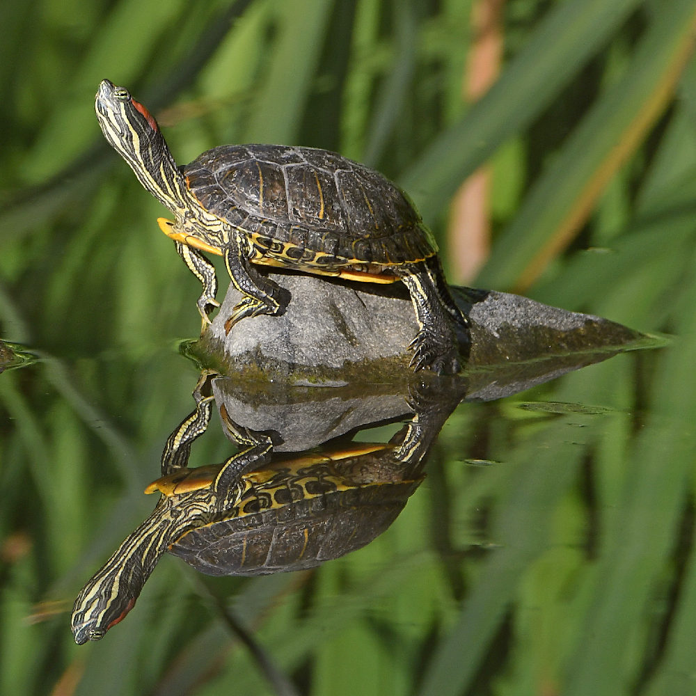 Turtle2.jpg
