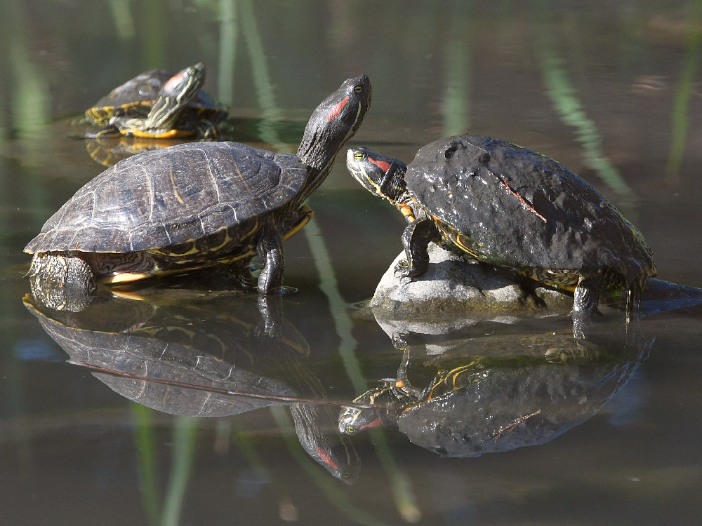 Turtle2.jpg