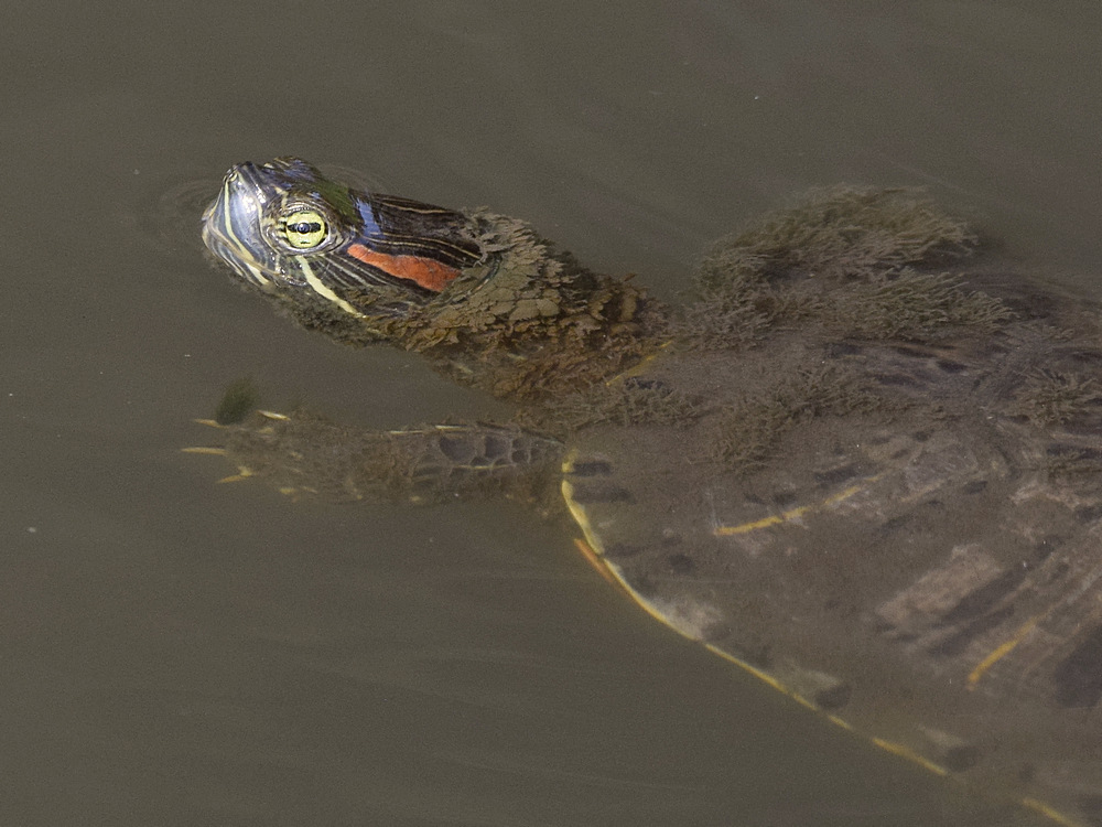 Turtle2.jpg
