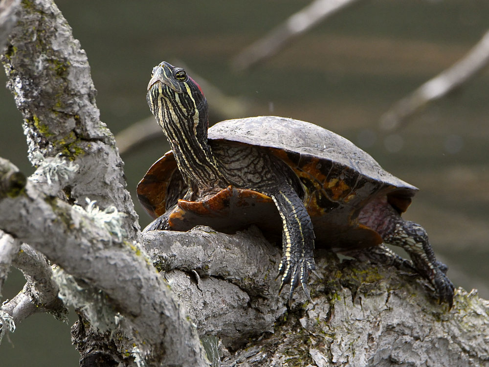 Turtle2.JPG