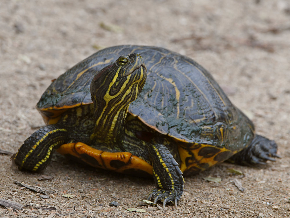 Turtle2.jpg