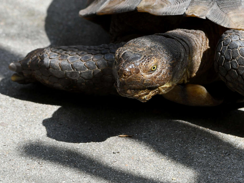 Turtle2.jpg