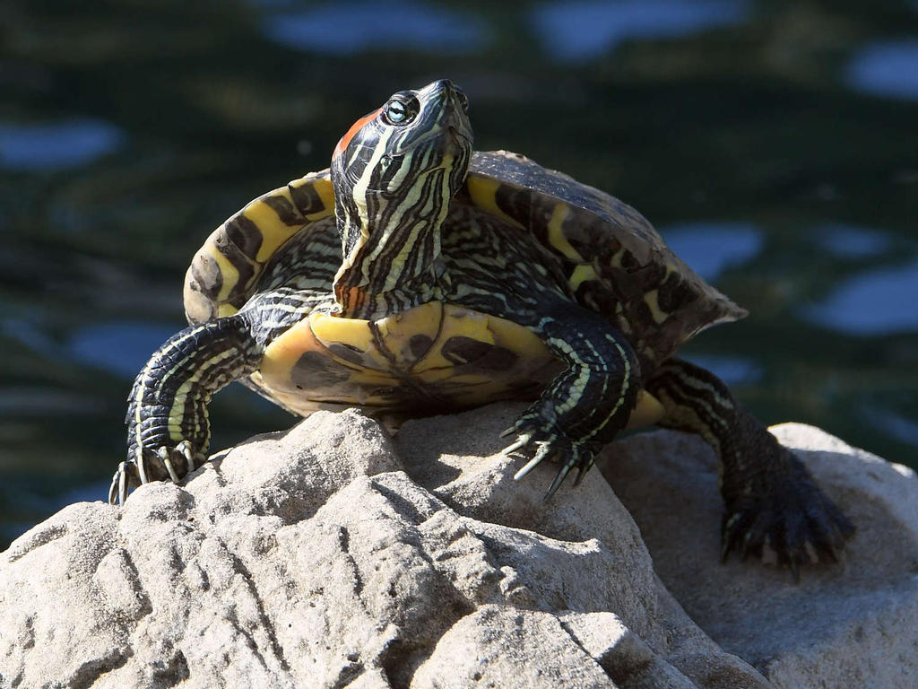 Turtle2.jpg