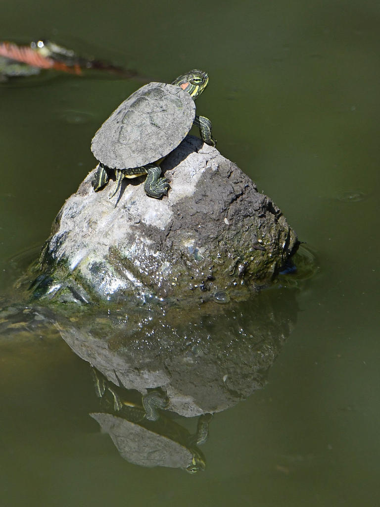 Turtle2.jpg