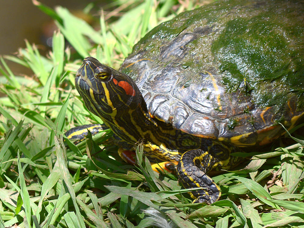 Turtle2.jpg