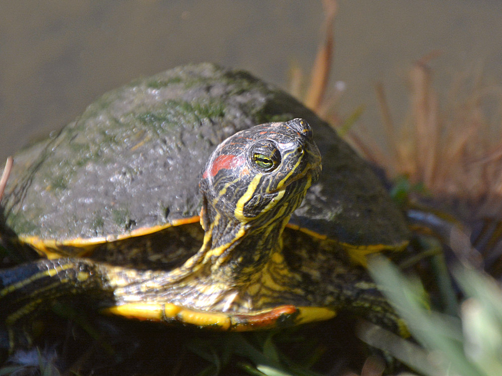 Turtle3.jpg