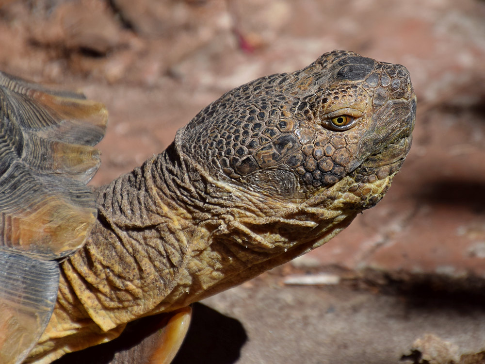 Turtle3.jpg