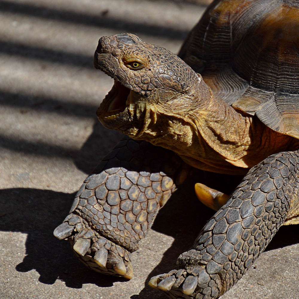Turtle3.jpg