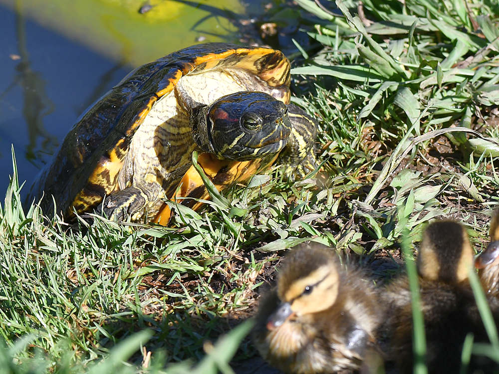 Turtle3.jpg