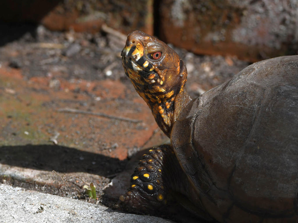 Turtle3.jpg