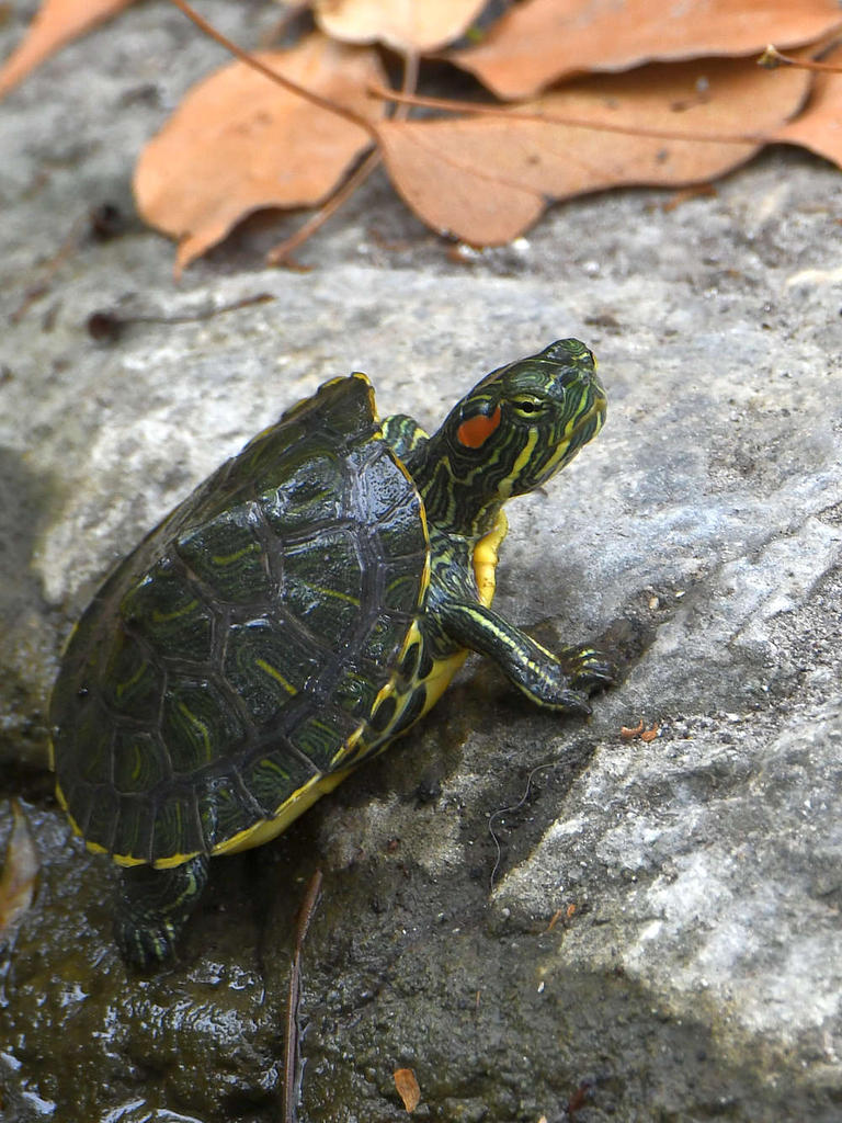 Turtle3.jpg