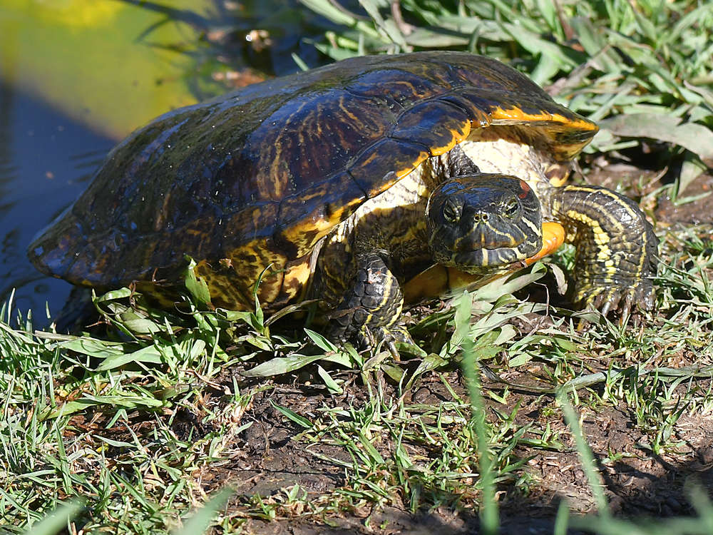 Turtle4.jpg