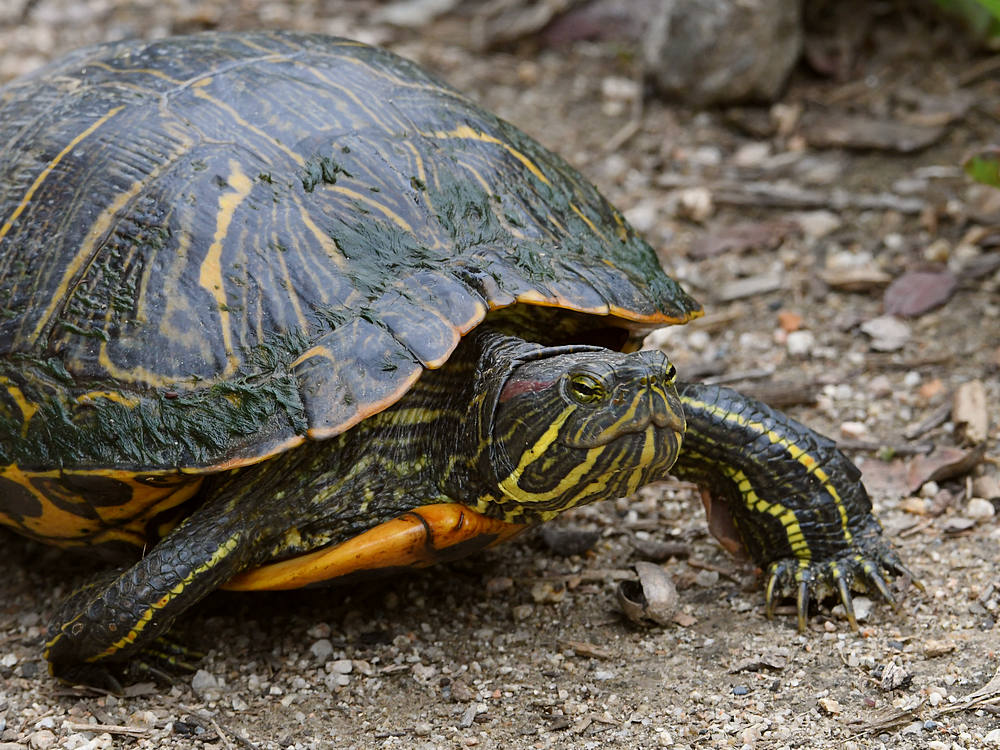 Turtle4.jpg