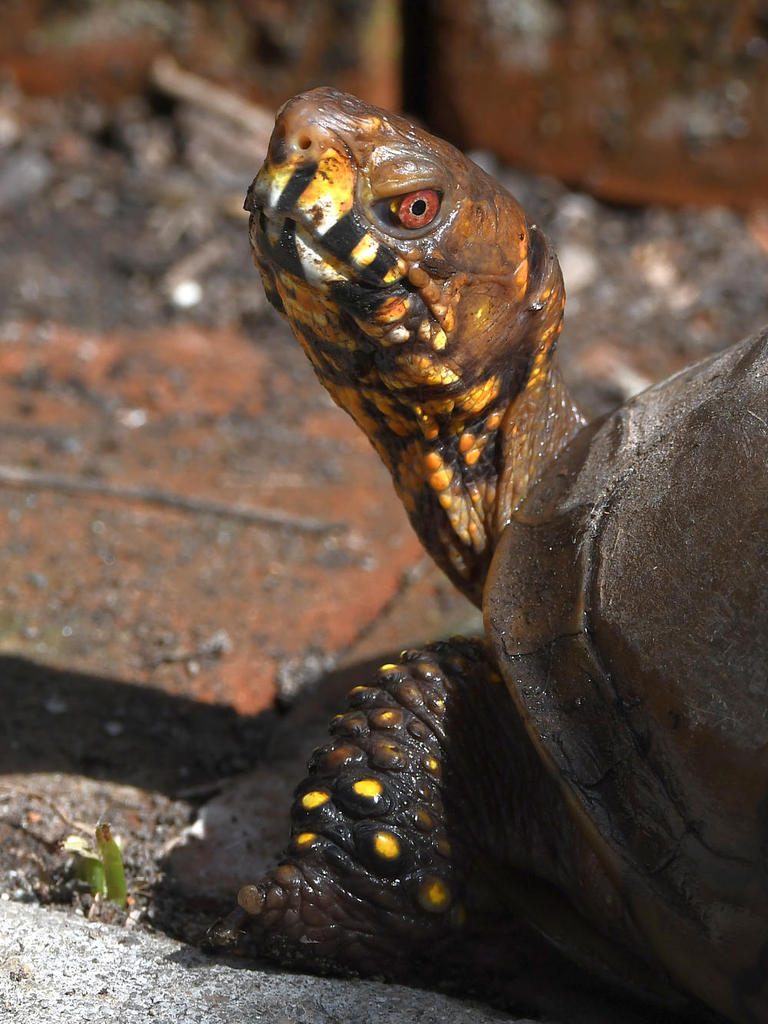 Turtle4.jpg