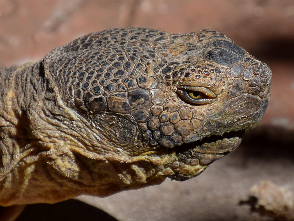 Turtle5.jpg