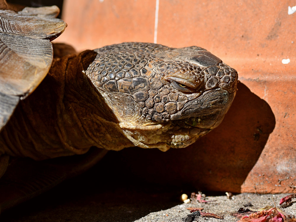 Turtle5.jpg