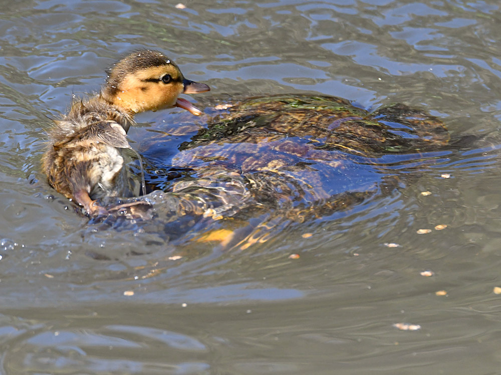 Turtle5.jpg