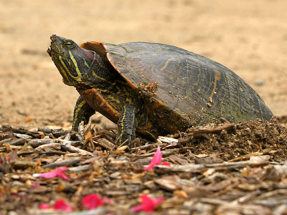Turtle5.jpg