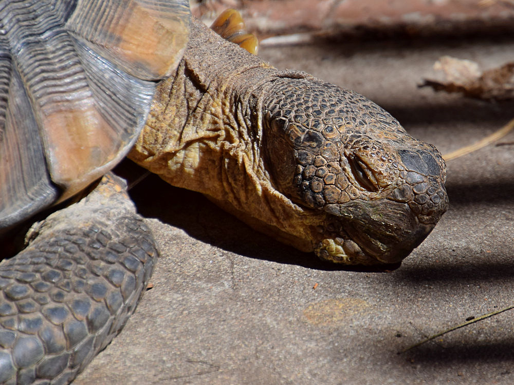 Turtle6.jpg