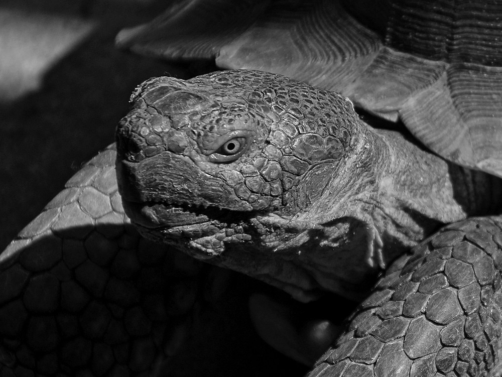 TurtleBW.jpg