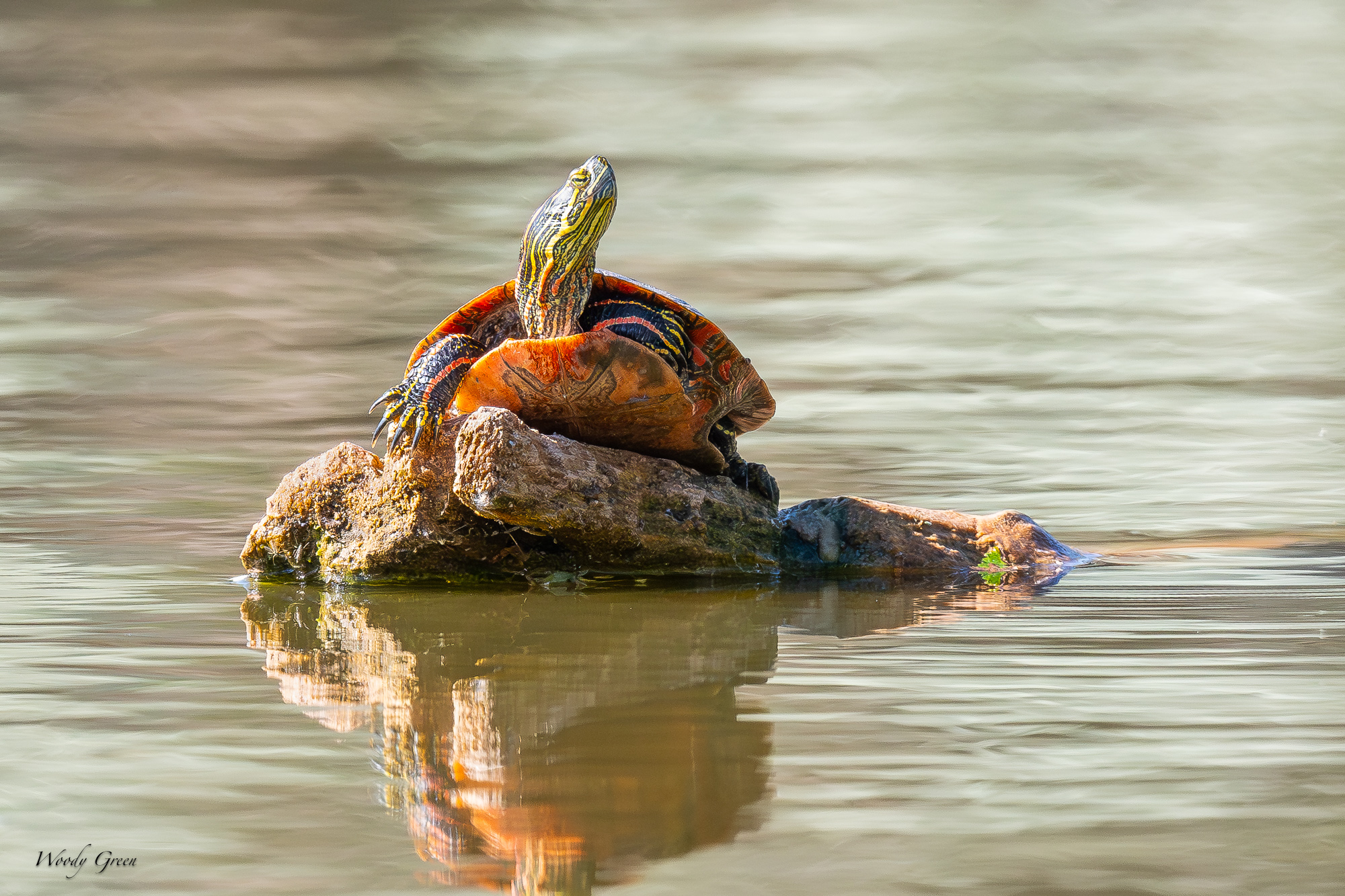 TurtleMetzger-660.jpg