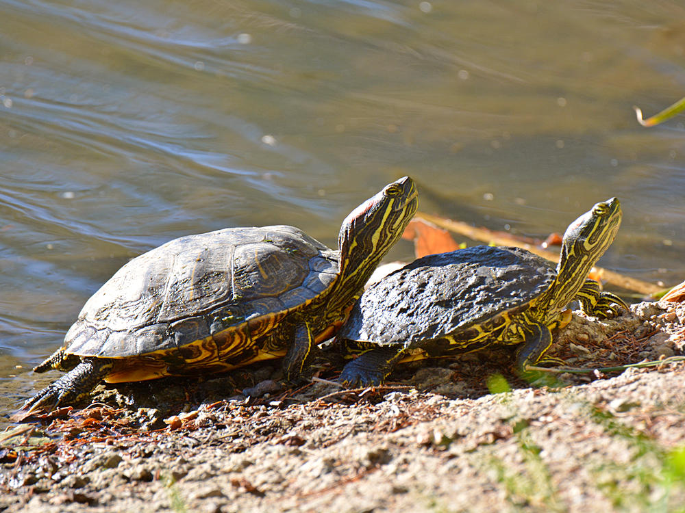 Turtles.jpg