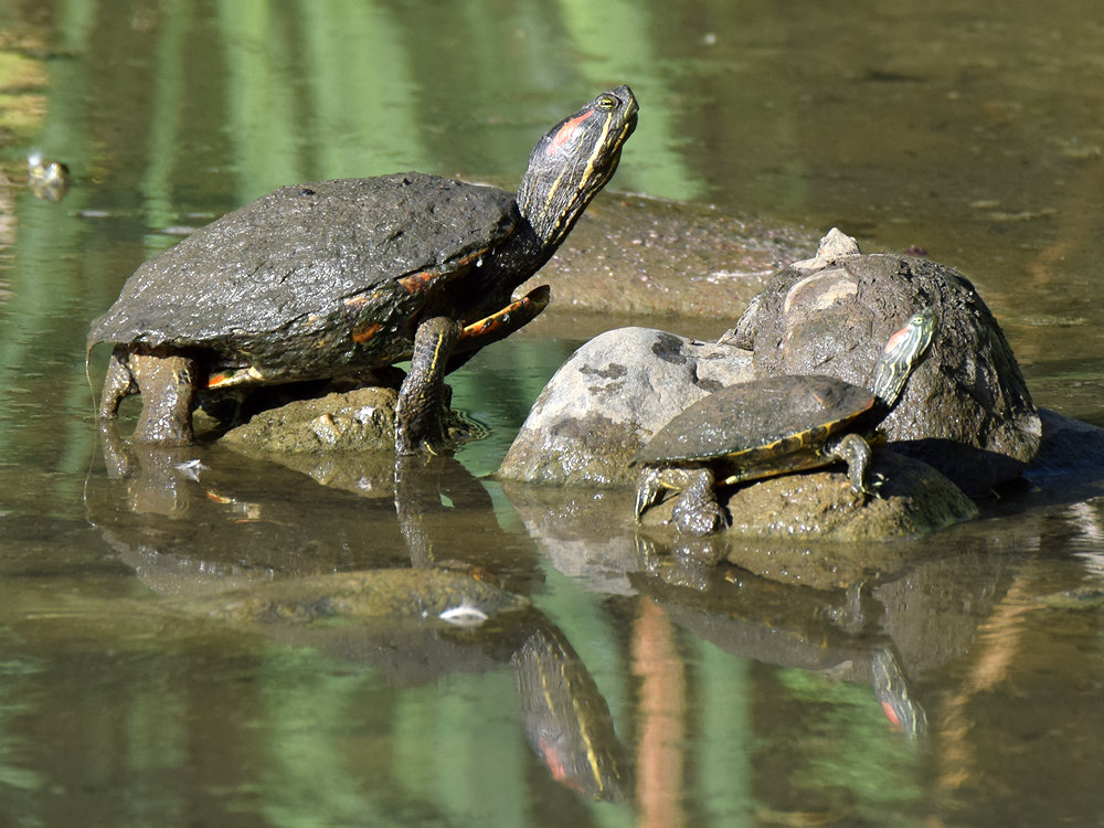 Turtles.jpg