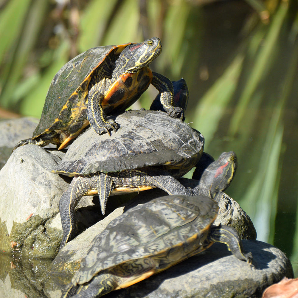 Turtles.jpg