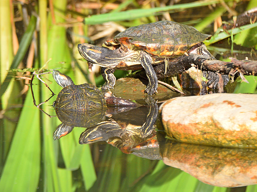 Turtles.jpg