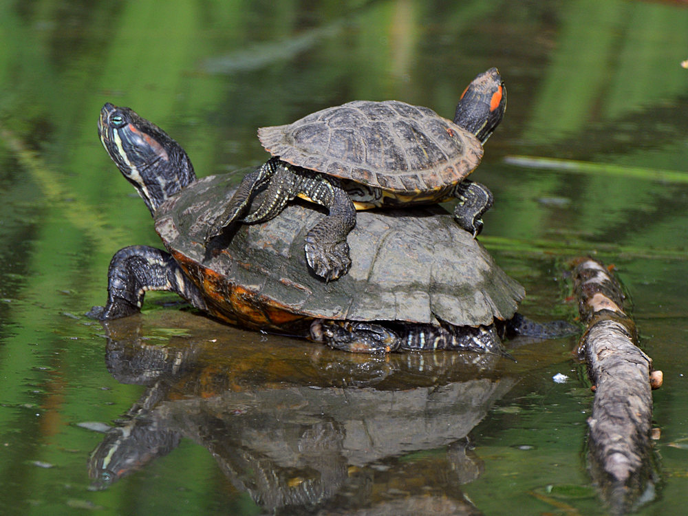 Turtles.jpg