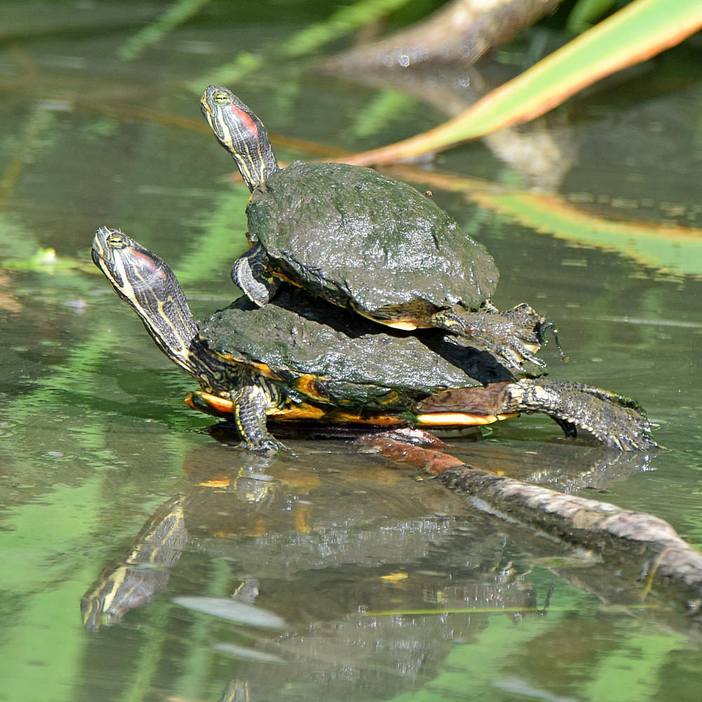 Turtles.jpg