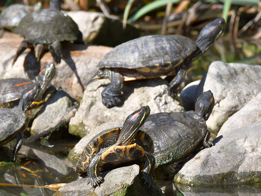 Turtles.jpg