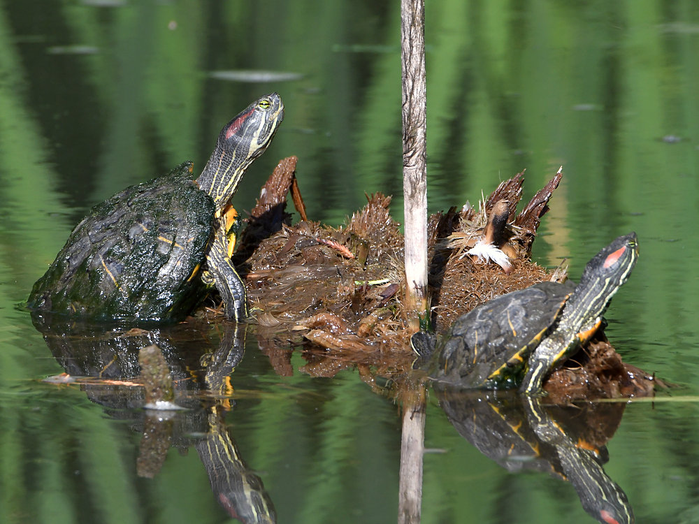 Turtles.jpg