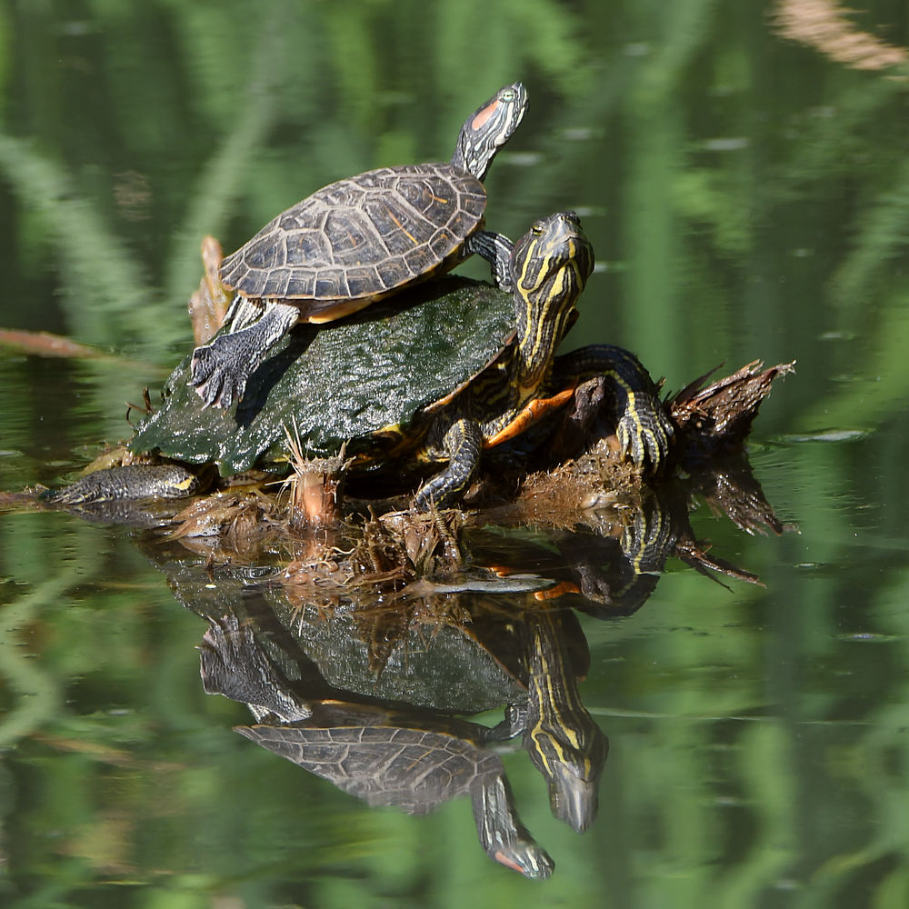 Turtles.jpg