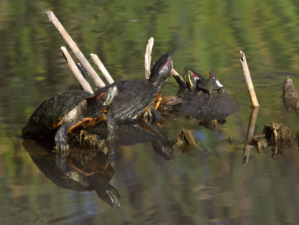 Turtles.jpg