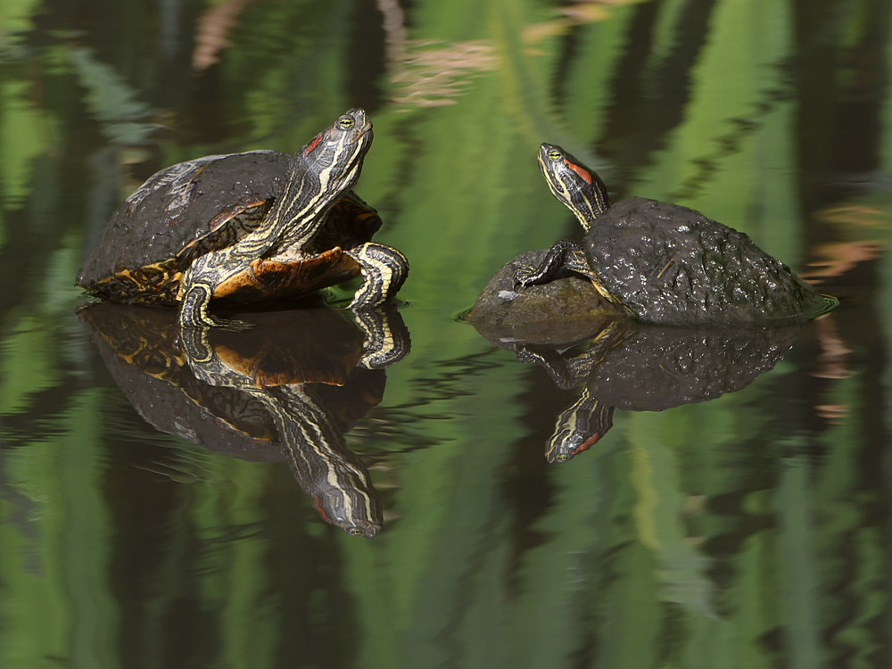 Turtles.jpg