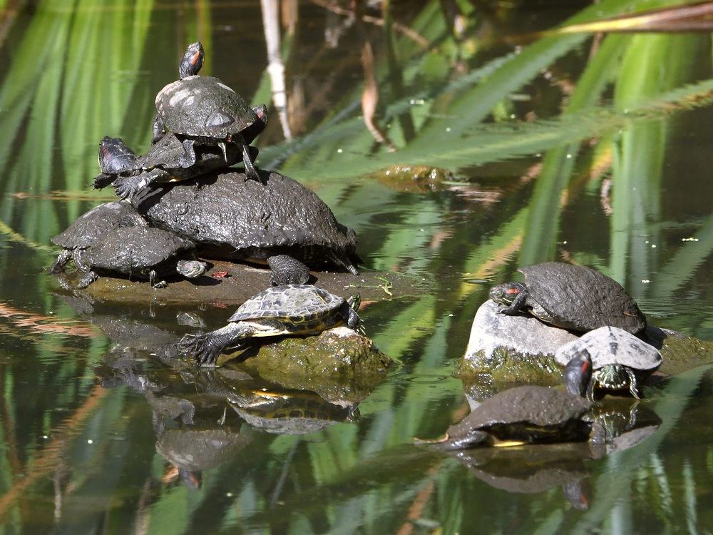 Turtles.jpg