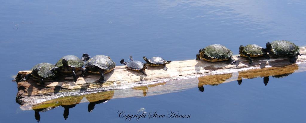 turtles.jpg