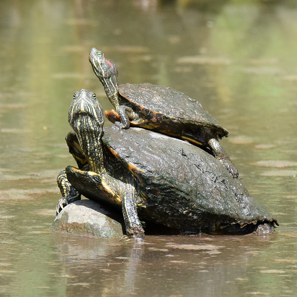 Turtles2.jpg