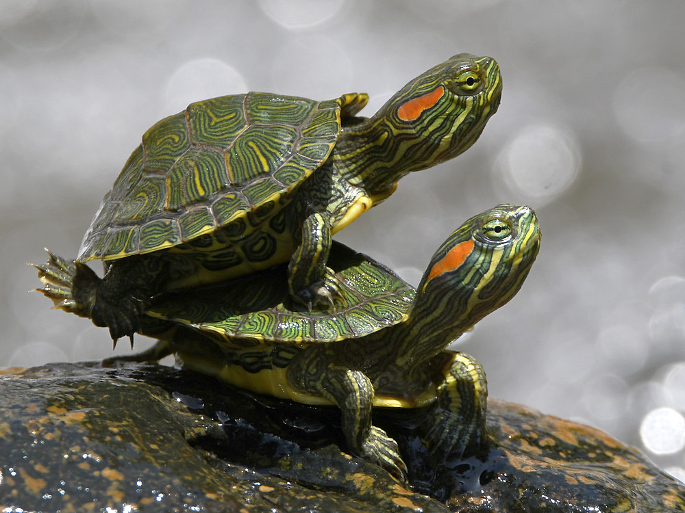 Turtles2.jpg
